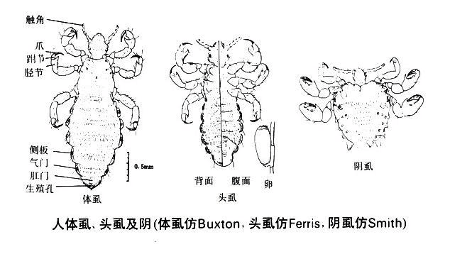 体毛|为什么人类会褪去全身体毛，只留下头发、腋毛和隐私部位的毛发？