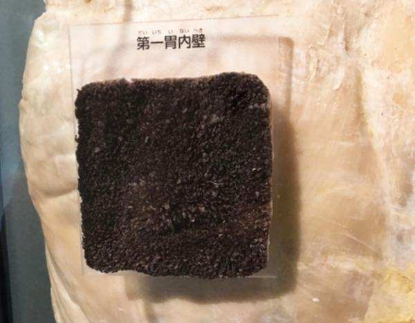 植物|为什么牛有4个胃，而人却只有1个胃？