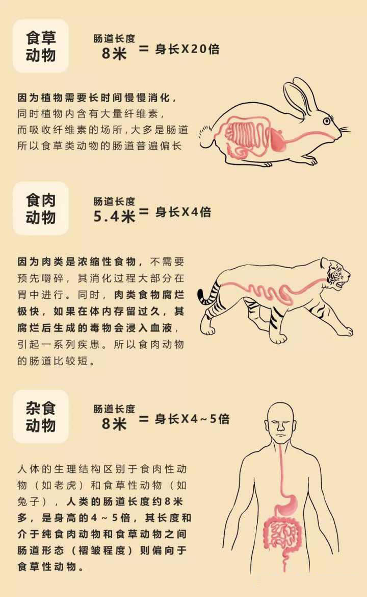 植物|为什么牛有4个胃，而人却只有1个胃？