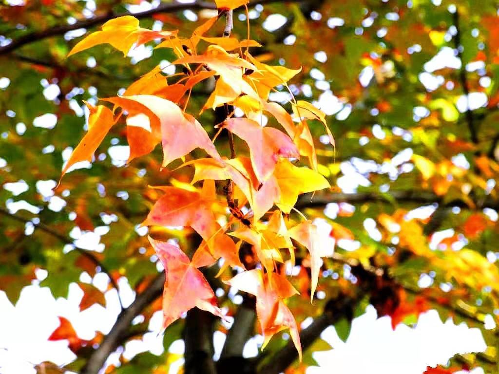 广西玉林这地的枫叶红了就在北流市区喜欢赏红叶的你快去看