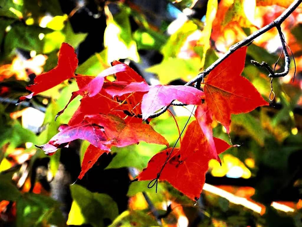 广西玉林这地的枫叶红了就在北流市区喜欢赏红叶的你快去看