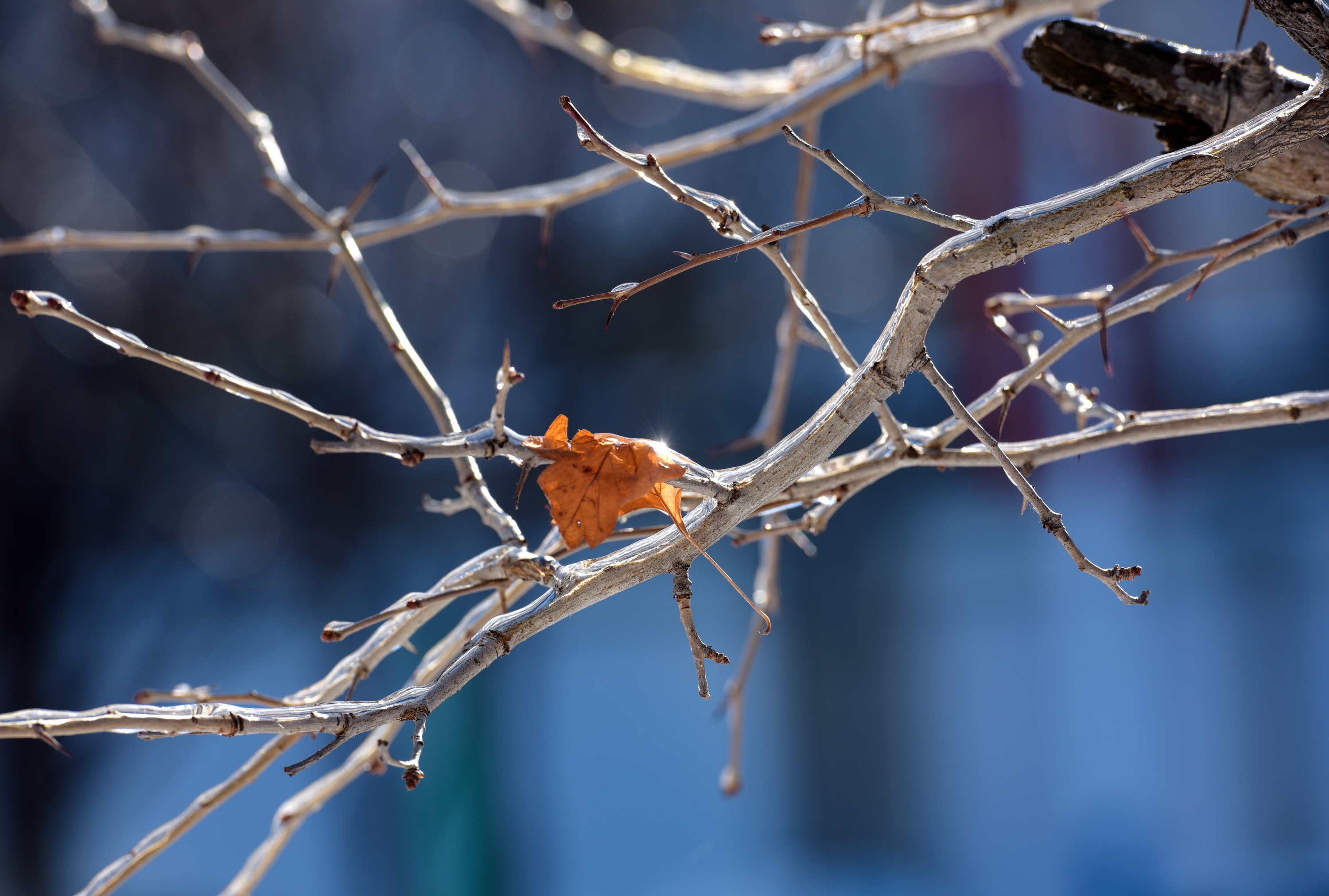 大美榆树冬日小阳春北园红豆红