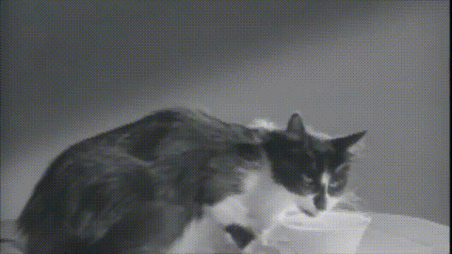科技|都是舔水喝，狗和猫有什么区别？