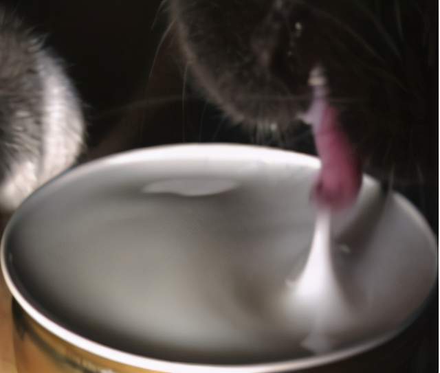 科技|都是舔水喝，狗和猫有什么区别？