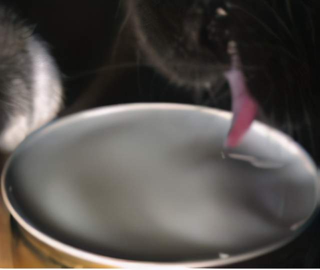 科技|都是舔水喝，狗和猫有什么区别？
