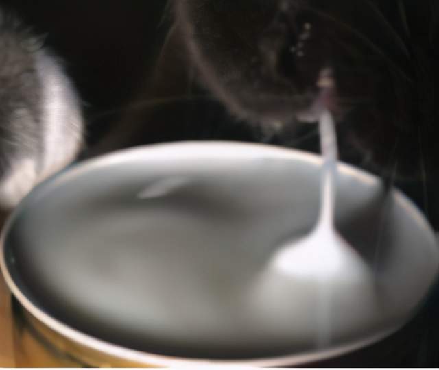 科技|都是舔水喝，狗和猫有什么区别？