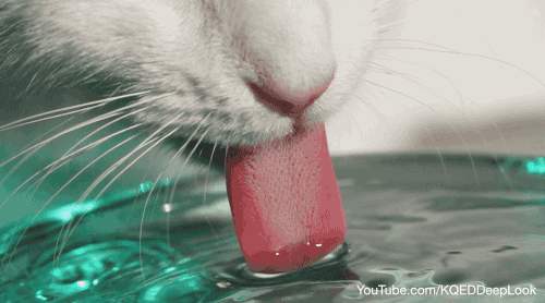 科技|都是舔水喝，狗和猫有什么区别？