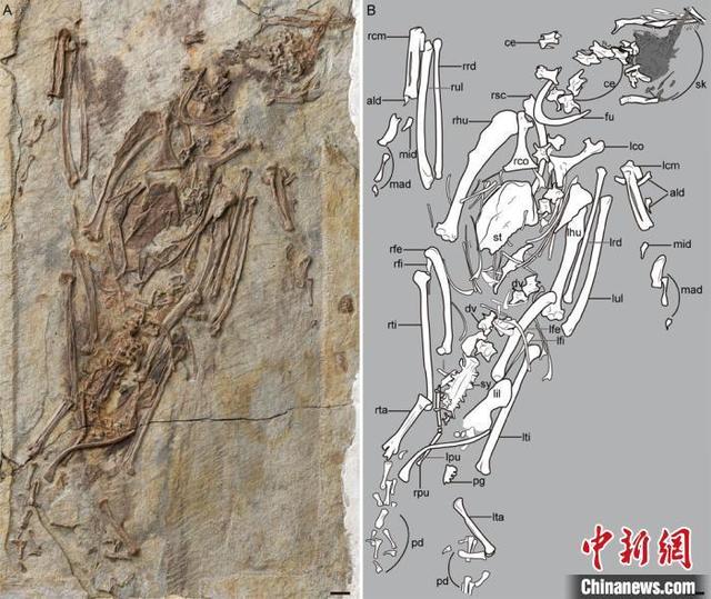 王敏|中国研究发现1.2亿年前今鸟型类燕鸟科两个新属种