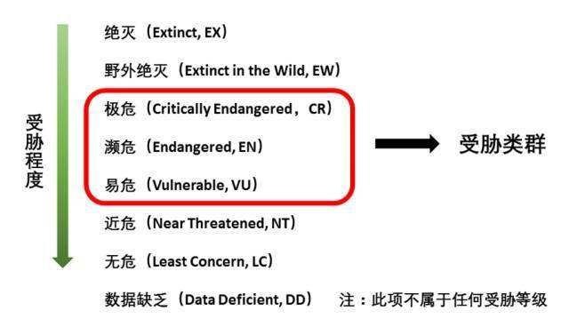 鳗鱼|人类把鳗鱼吃到濒危，为什么始终无法搞懂鳗鱼的交配方式？