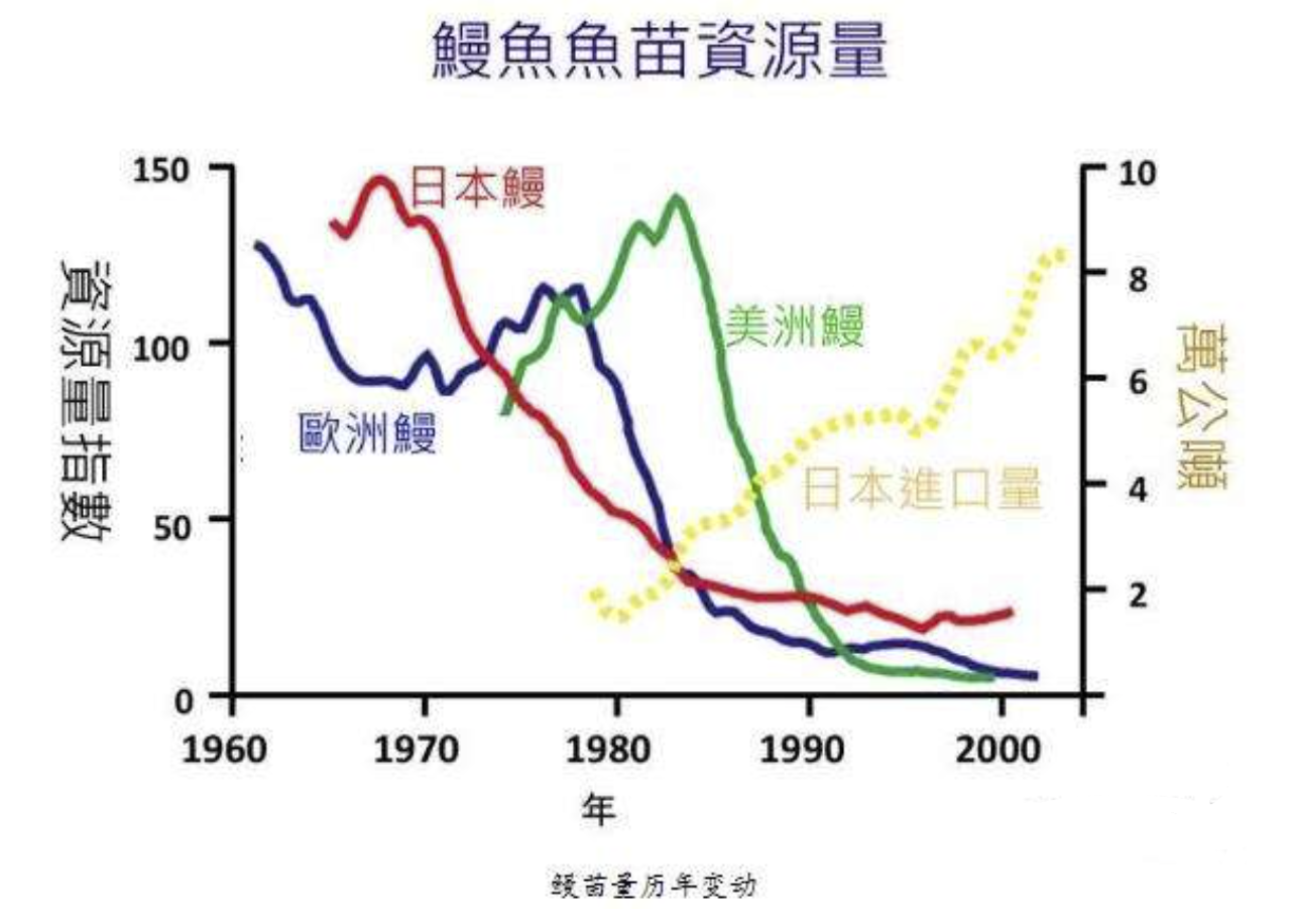 鳗鱼|人类把鳗鱼吃到濒危，为什么始终无法搞懂鳗鱼的交配方式？