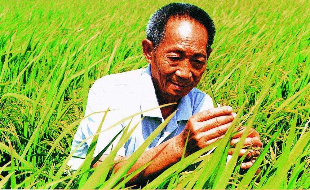 袁隆平|功勋卓著的袁隆平，为什么屡次落选中国科学院院士？