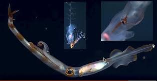 手乌贼科Chiroteuthidae ， 可见“尾巴” 。 图片来源：tree of life