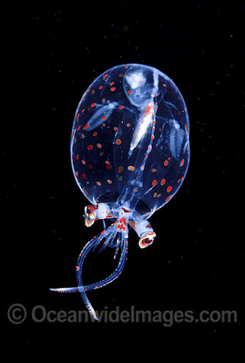 不少酸浆鱿 ， 尤其是幼体具有长的眼柄 。 图片来源：Oceanwide Images
