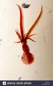 鞭乌贼的两条长长的触腕 ， 覆盖着触腕鞘 。 图片来源：Mastigoteuthidae High Resolution Stock Photography and Images - Alamy