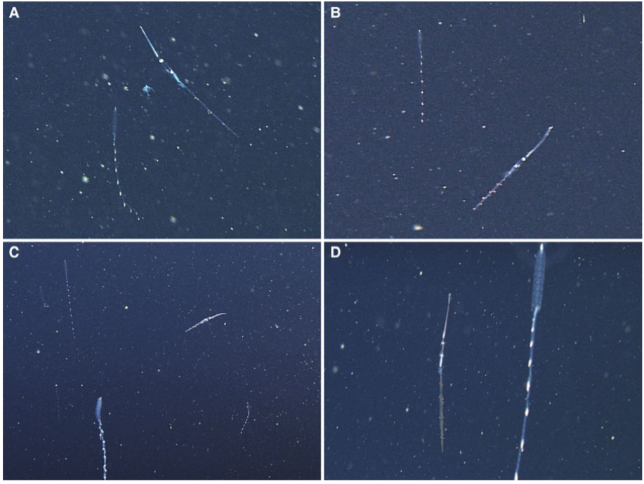 杯状手乌贼 （Chiroteuthis calyx）和被拟态的双小水母(Nanomia bijuga) ， 图片来源：参考文献[7]