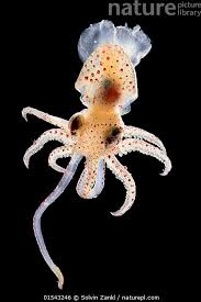 帆乌贼科 ， 可见身上的发光器（红色点状物） 。 图片来源：Nature Picture Library
