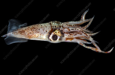 眼睛巨大的火乌贼 。 图片来源：JungleDragon；Science Photo Library