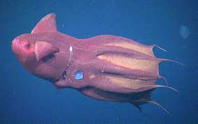 幽灵蛸 ， 图片来源：Sea Life Wiki - Fandom
