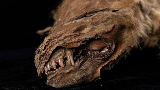 |永冻层再现57000年前遗骸，史前病毒会趁机苏醒，危害人类吗？