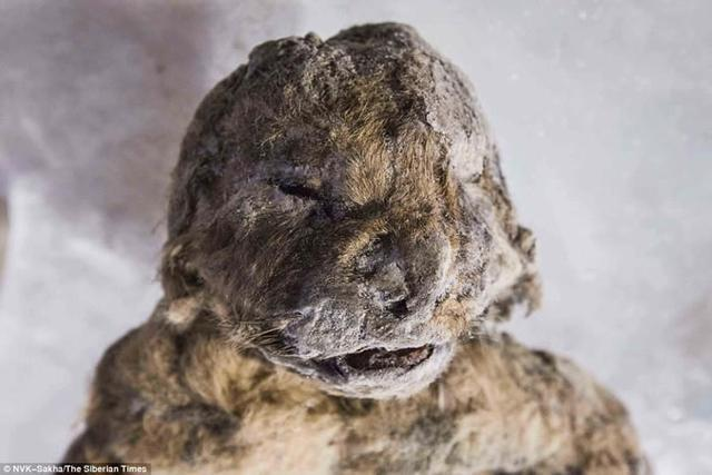 |永冻层再现57000年前遗骸，史前病毒会趁机苏醒，危害人类吗？