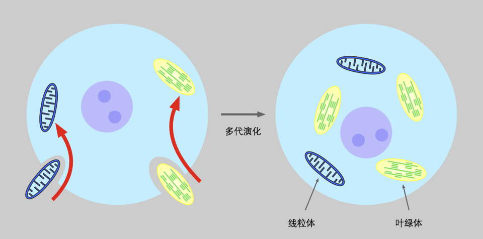 进化论|生命起源百年探索：进化论、信息论、热力学谁是主角？