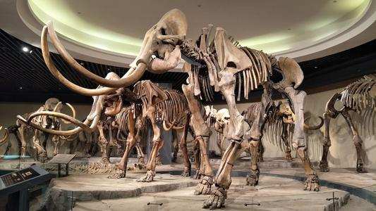 科学|57000年前狼崽被发现，南极爆出新冠病例，大自然正悄悄惩罚人类