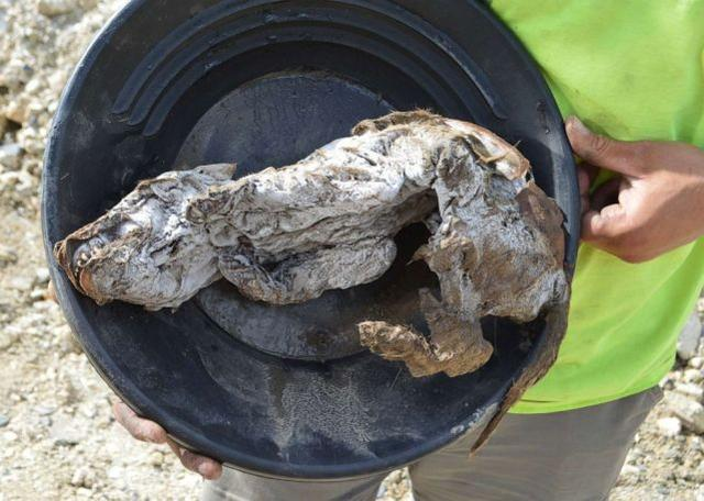 科学|57000年前狼崽被发现，南极爆出新冠病例，大自然正悄悄惩罚人类