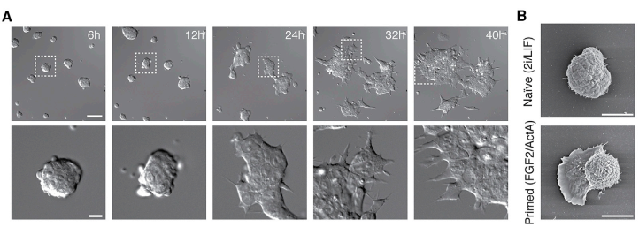 图1 小鼠胚胎干细胞早期分化过程