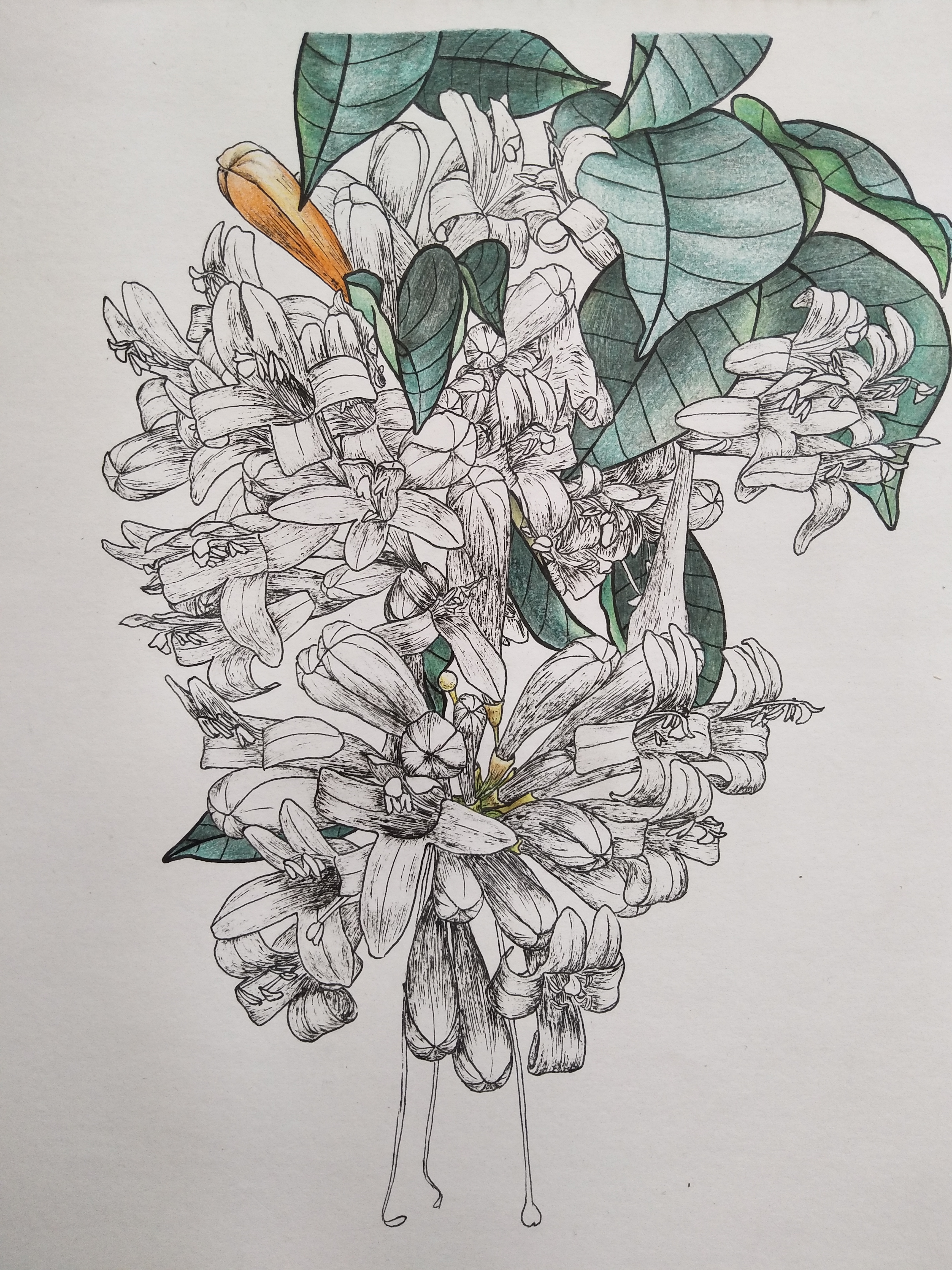 彩铅线描花卉红红火火凌霄花