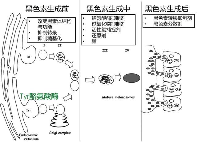 美白|送你一份美白秘方，在2021平平无奇惊艳所有人