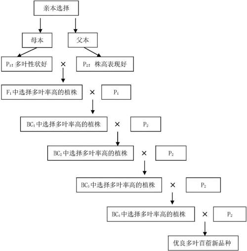 动物|回交是怎么回事，人类为什么要让动物回交？