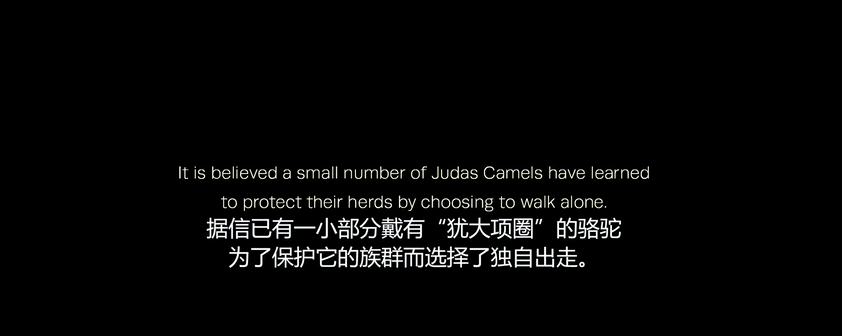 骆驼|为消灭澳洲70万头骆驼，人类在驼群安插叛徒，可叛徒选择保护种群