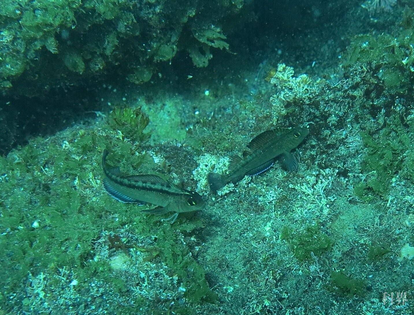 科学|海洋酸化对鱼类繁殖造成负面影响？不一定