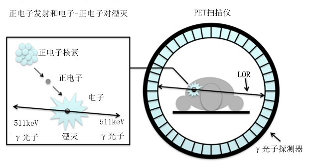 正电子|曾经仅在宇宙深处发现的粒子，现在被用来研究大脑