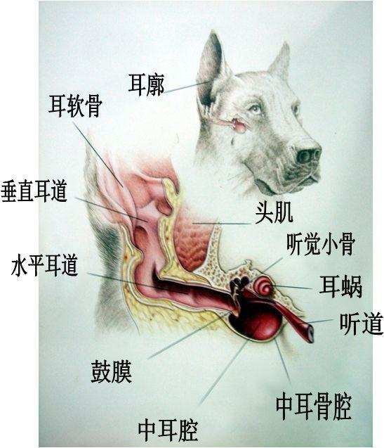 狗|狗狗为什么总是歪着脑袋，难道仅仅是卖萌吗？