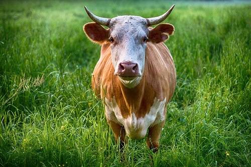 肌肉|为什么吃草的牛会拥有一身肌肉，而吃肉的人却难以有肌肉？