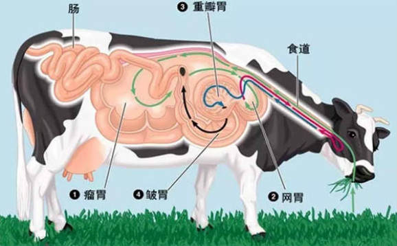 肌肉|为什么吃草的牛会拥有一身肌肉，而吃肉的人却难以有肌肉？