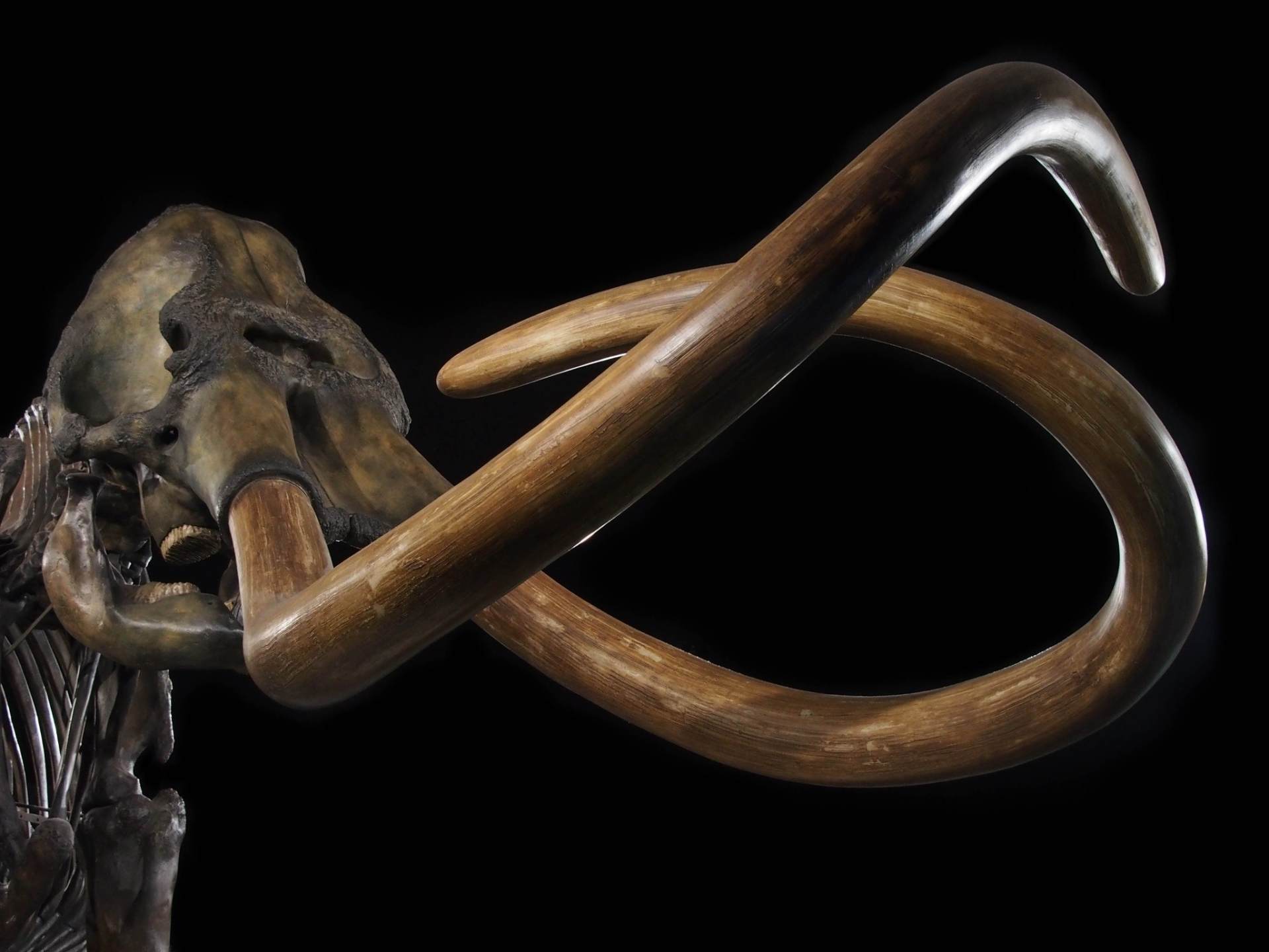 科学|永冻层又现史前生物遗骸，远古病毒或夹杂其中，人类应当警惕