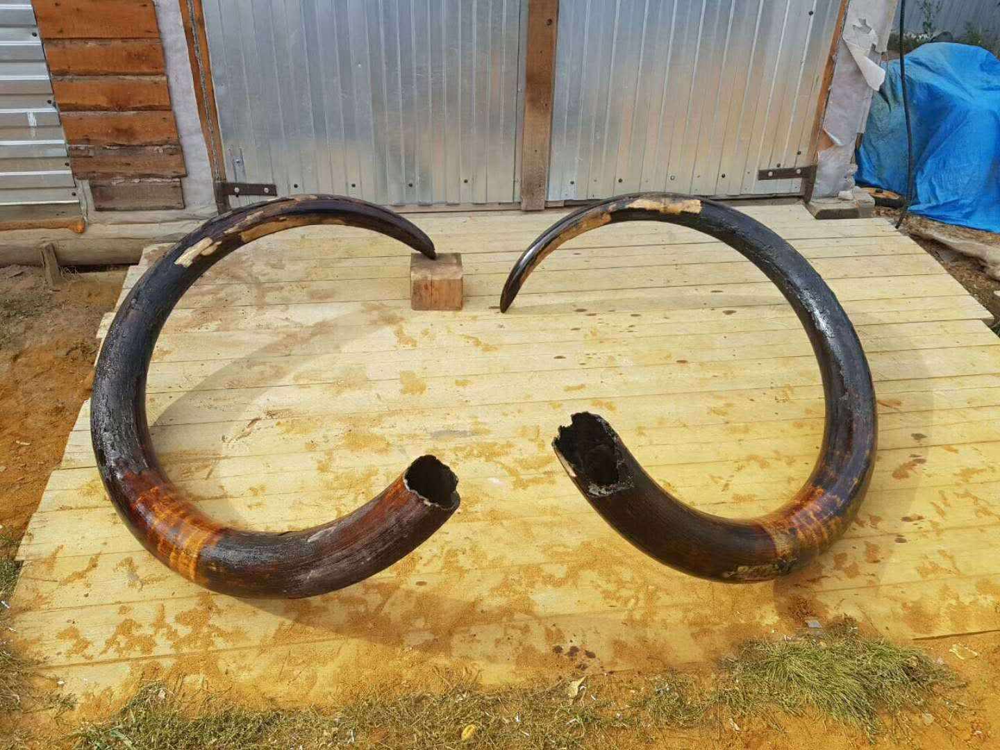 科学|永冻层又现史前生物遗骸，远古病毒或夹杂其中，人类应当警惕