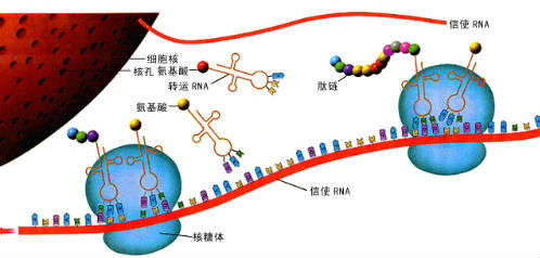 科学|人类的极限寿命是多少岁？为什么说长生不老反而会毁灭人类？