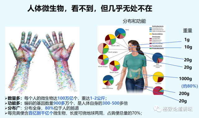 微生物|越忙越肥的“过劳肥”，竟是因为分泌了这种应激激素