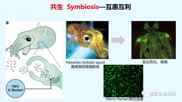 微生物|越忙越肥的“过劳肥”，竟是因为分泌了这种应激激素