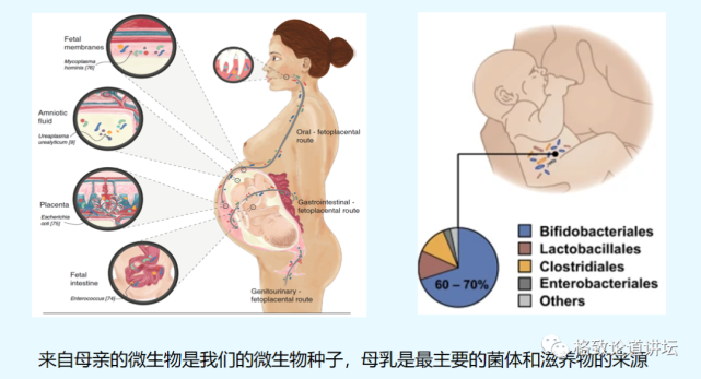 微生物|越忙越肥的“过劳肥”，竟是因为分泌了这种应激激素