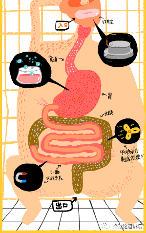 微生物|越忙越肥的“过劳肥”，竟是因为分泌了这种应激激素