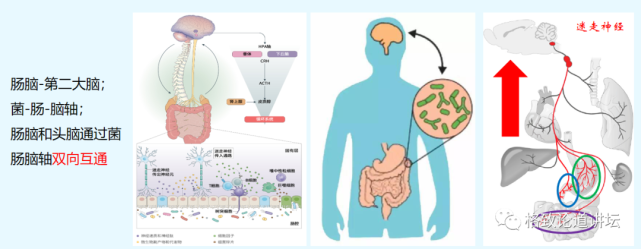 微生物|越忙越肥的“过劳肥”，竟是因为分泌了这种应激激素