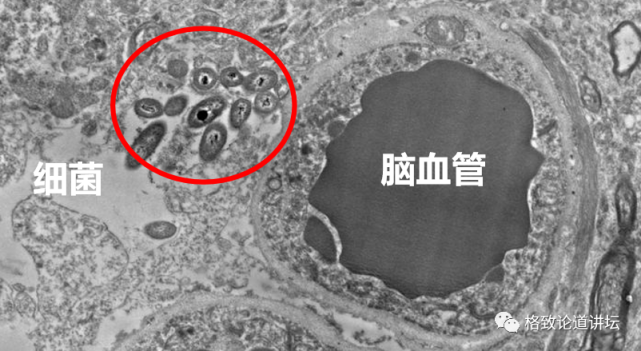 微生物|越忙越肥的“过劳肥”，竟是因为分泌了这种应激激素