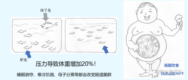 微生物|越忙越肥的“过劳肥”，竟是因为分泌了这种应激激素