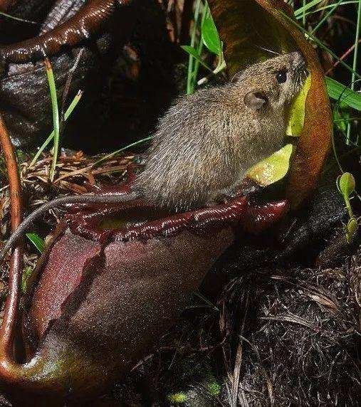 猪笼草|如果不是生活所迫，猪笼草也不愿意成为食肉植物