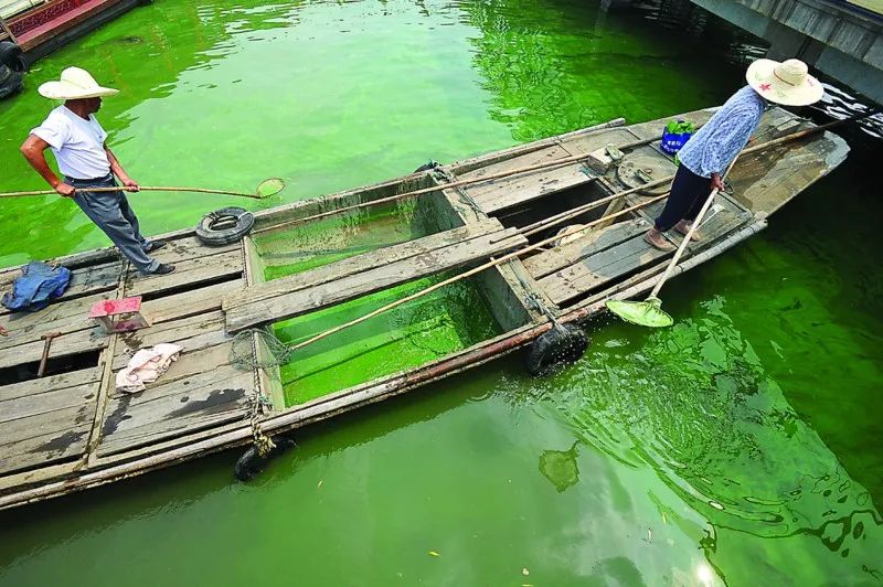 捞蓝藻 来源丨中国江苏网
