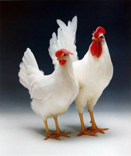 白壳蛋鸡 来源丨360百科